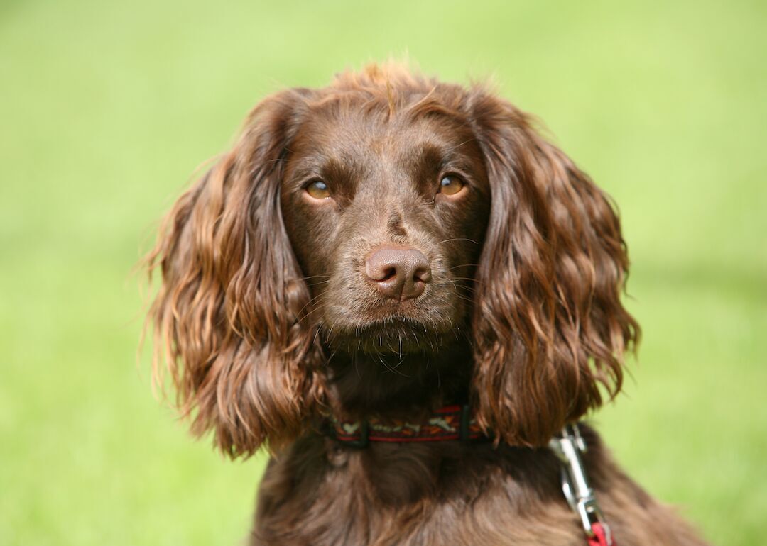 #36. Field spaniels